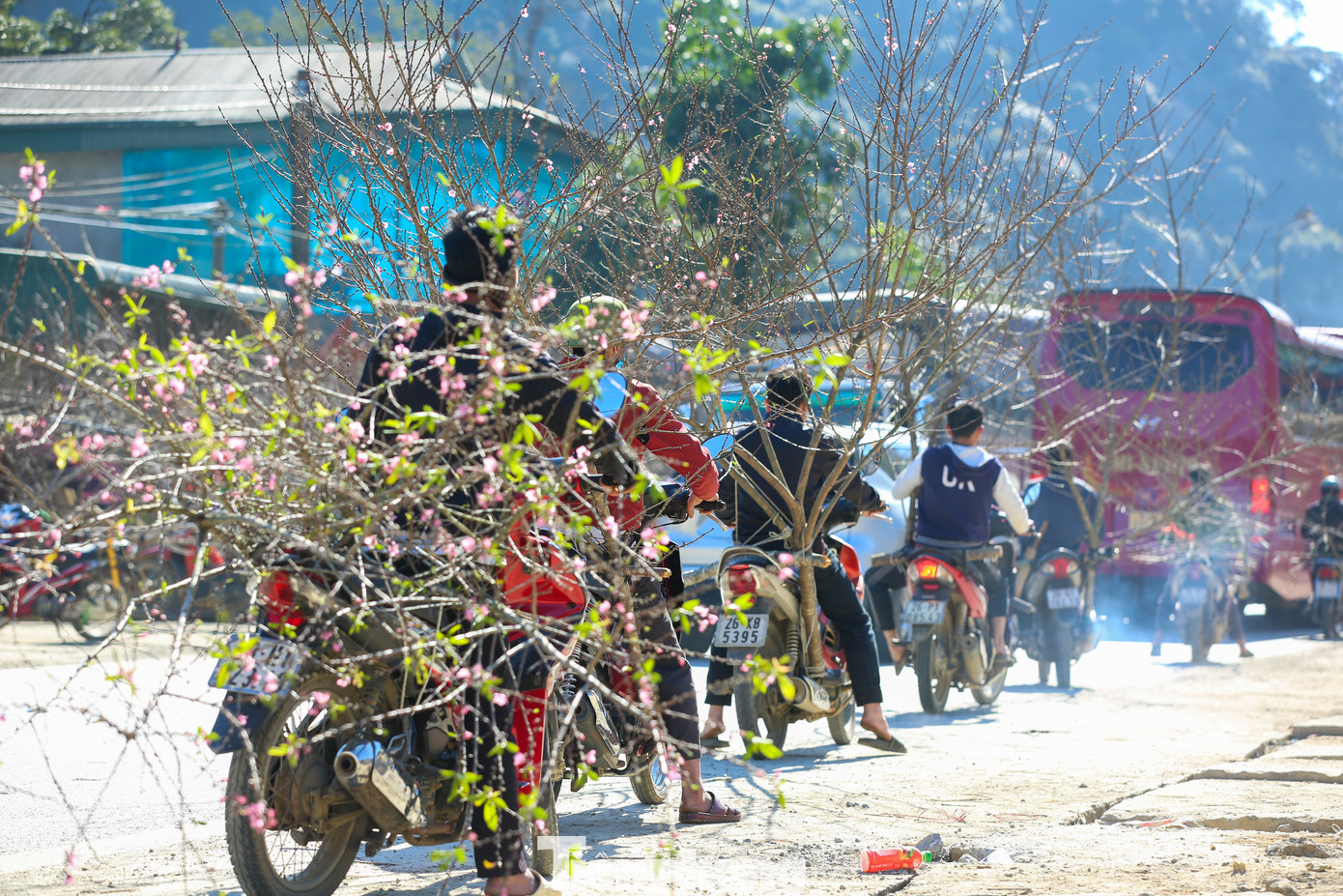 Nhiều cây, cành đào được người dân chở đến mang bày bán hai bên dọc đường. Đào xuất hiện dọc tuyến quốc lộ 6.