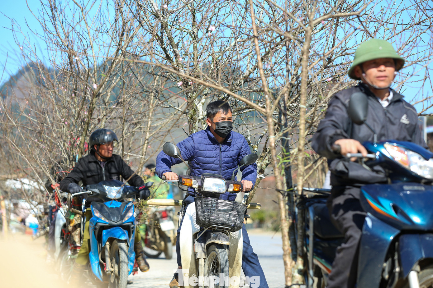 Nhiều cành đào, cây đào cổ thụ được chào giá từ 500.000 đồng lên đến vài triệu đồng, thậm chí một cây đào cổ thụ được ra giá tới cả chục triệu đồng.