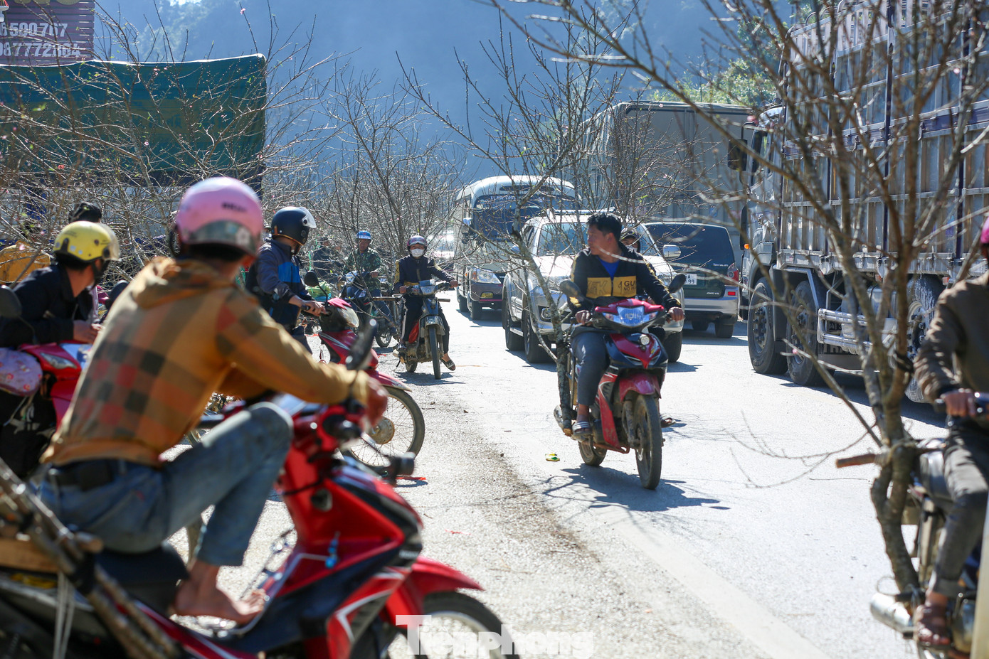 Những cành đào rừng càng xù xì, càng mốc thì giá lại càng cao.
