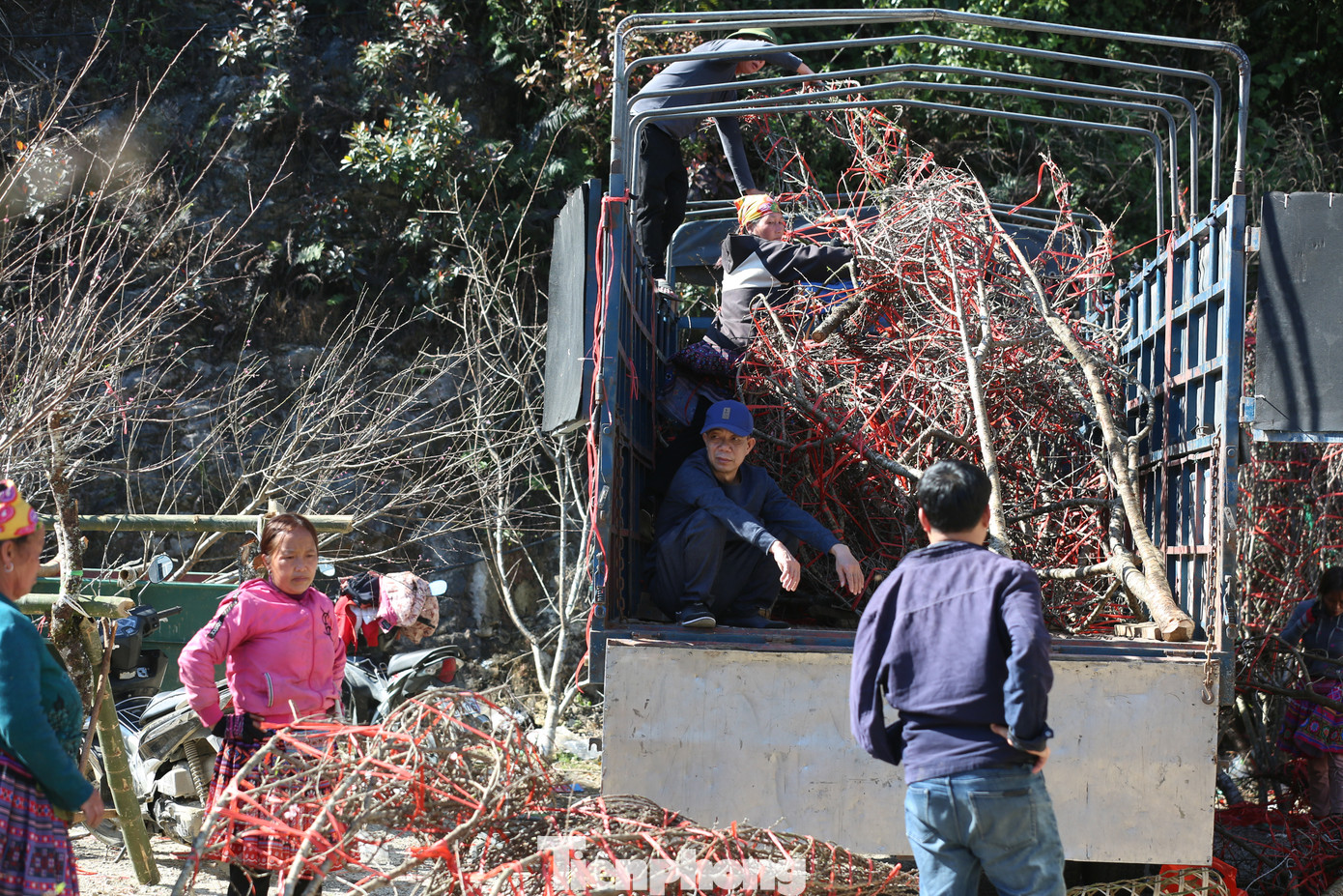 Các thương lái vẫn tiếp tục chất đào về xuôi phục vụ người tiêu dùng.