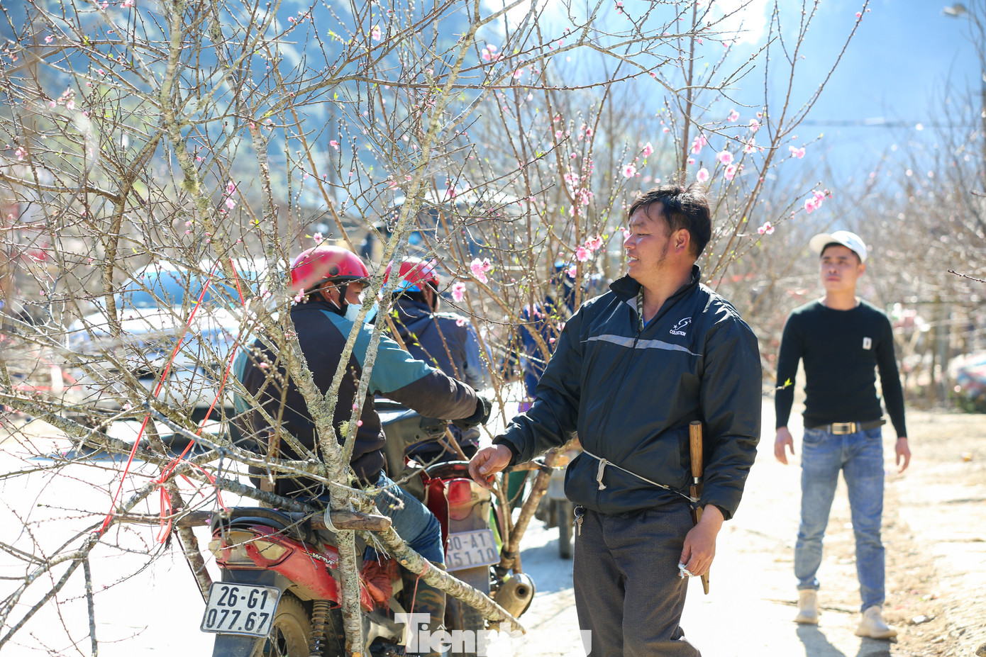 Theo ghi nhận của PV báo Tiền Phong, giá đào Tết năm nay giảm so với những năm trước.