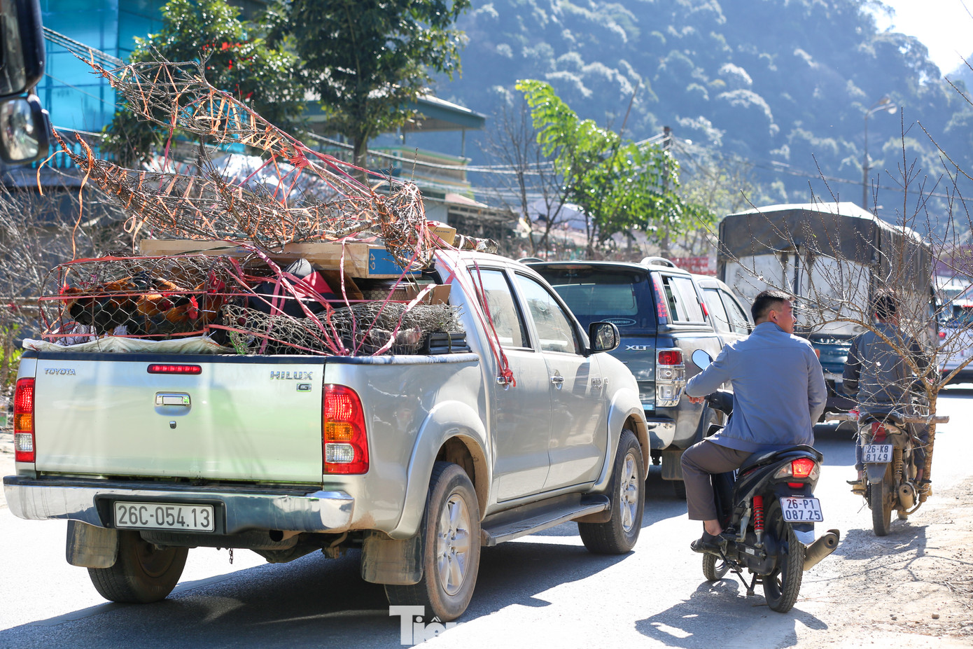 Bên cạnh đoàn xe máy của người dân tộc Mông chở đào đi bán dọc hai bên đường, dòng xe con, ô tô bán tải cũng nối đuôi nhau nhộn nhịp chở đào về xuôi đón Tết.