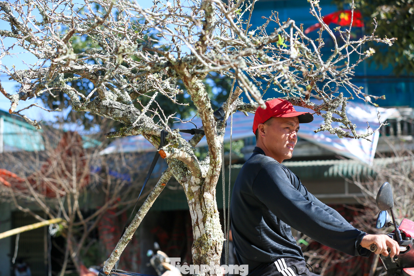 Hàng trăm cành đào phai, đào đá, đào miền núi với nhiều cành nụ, lộc, thân gỗ xù xì, mốc thếch, với nhiều hình dáng đẹp, tạo thế, được vận chuyển bằng xe máy, đổ về hai ven đường chờ du khách tới mua.