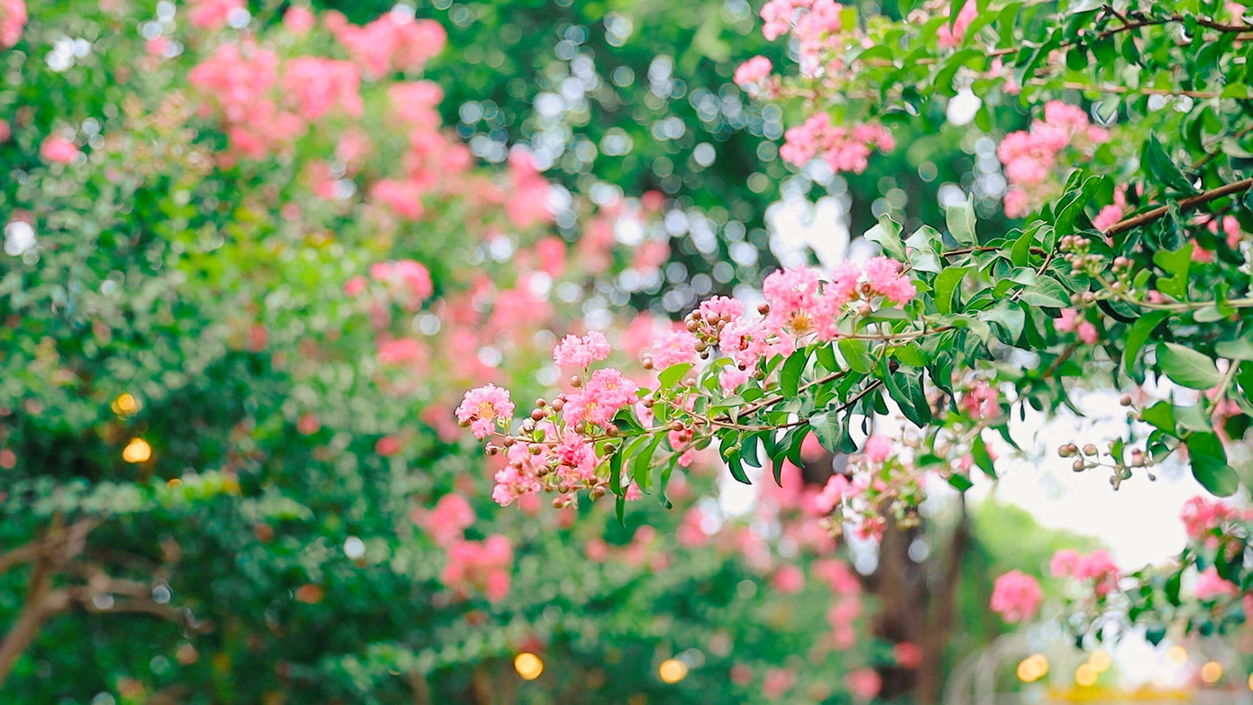 Hoa tường vi này khác hoàn toàn giống tường vi leo thuộc họ hoa hồng.