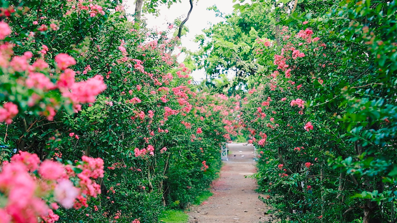 Hoa tường vi còn được gọi là hoa tử vi, bách nhật hồng, là cây thân gỗ thuộc họ bằng lăng. Hoa có nguồn gốc từ Trung Quốc nhưng cũng rất phổ biến ở các nước Đông Á khác như Nhật Bản, Hàn Quốc.