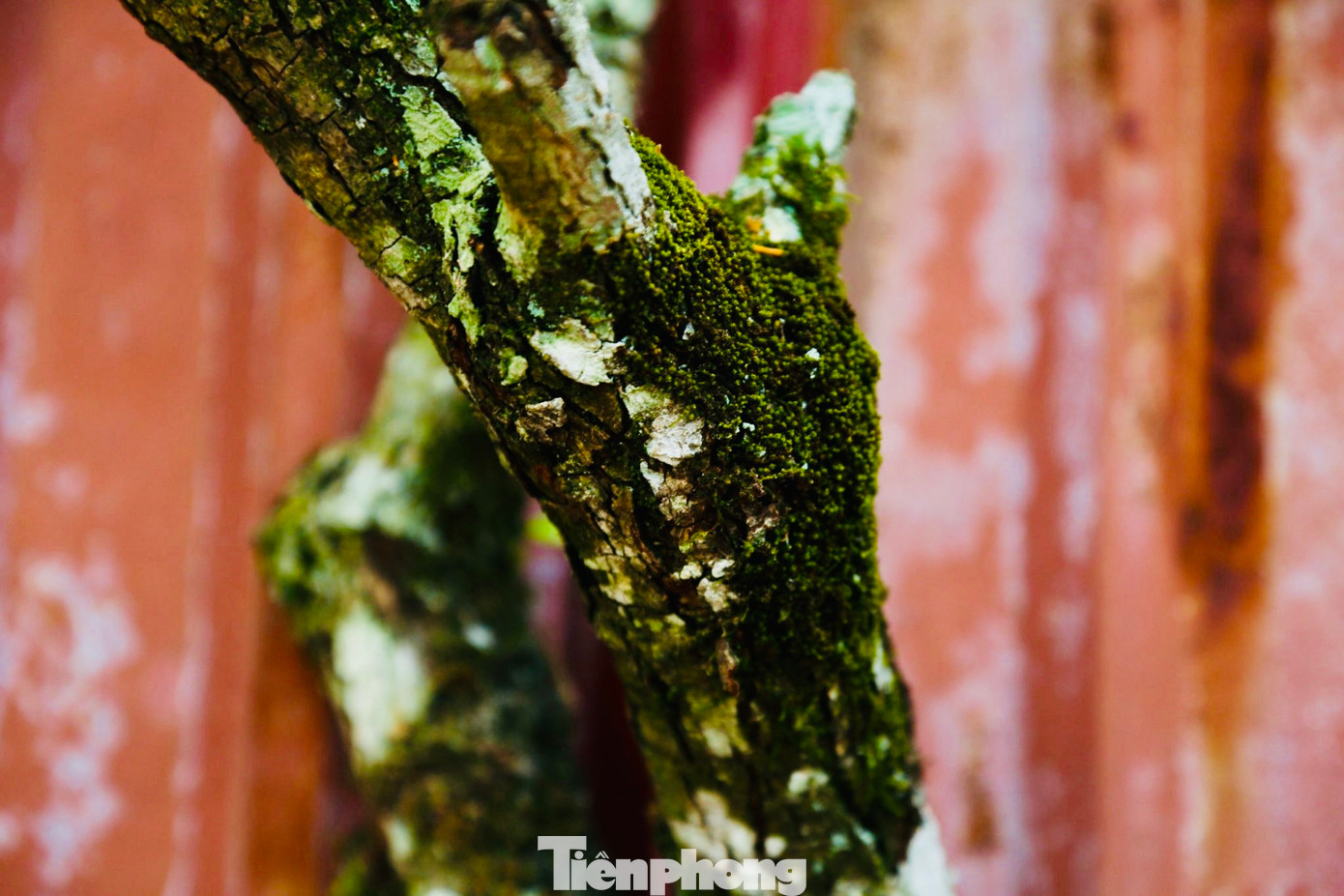 Hoa lê không chỉ đẹp mà còn mang ý nghĩa phong thủy đặc biệt, biểu trưng cho sự thanh khiết, bình yên và ấm áp trong cuộc sống. Những gốc, cành càng mốc meo phủ đầy rêu lại càng có giá, được người chơi săn lùng.