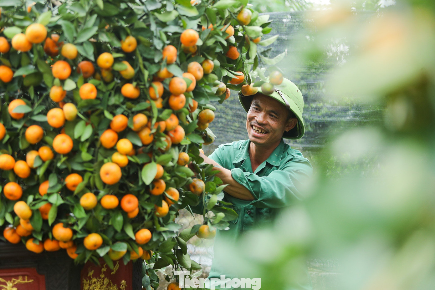 Đến thời điểm hiện tại gia đình anh đã có khách đặt gần 10 cây chủ yếu là các cơ sở kinh doanh vàng bạc với mong muốn thu hút tài lộc, thuận buồm xuôi gió cho các công việc kinh doanh.