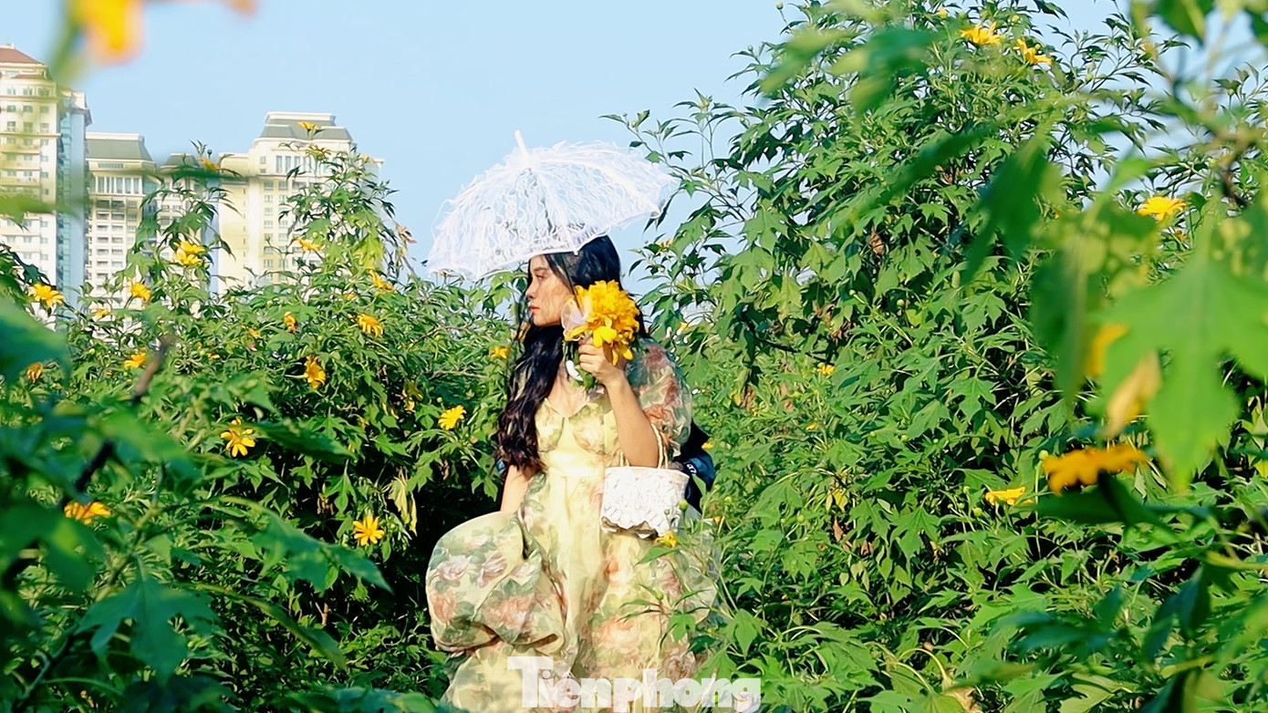 Dù tiết trời se lạnh nhưng có nắng vàng, các bạn trẻ vẫn thỏa sức tạo dáng với dã quỳ.