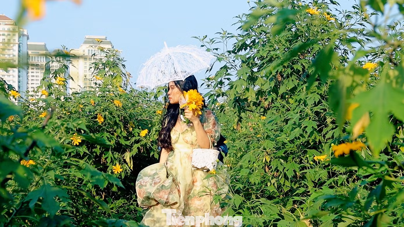 Dù tiết trời se lạnh nhưng có nắng vàng, các bạn trẻ vẫn thỏa sức tạo dáng với dã quỳ.