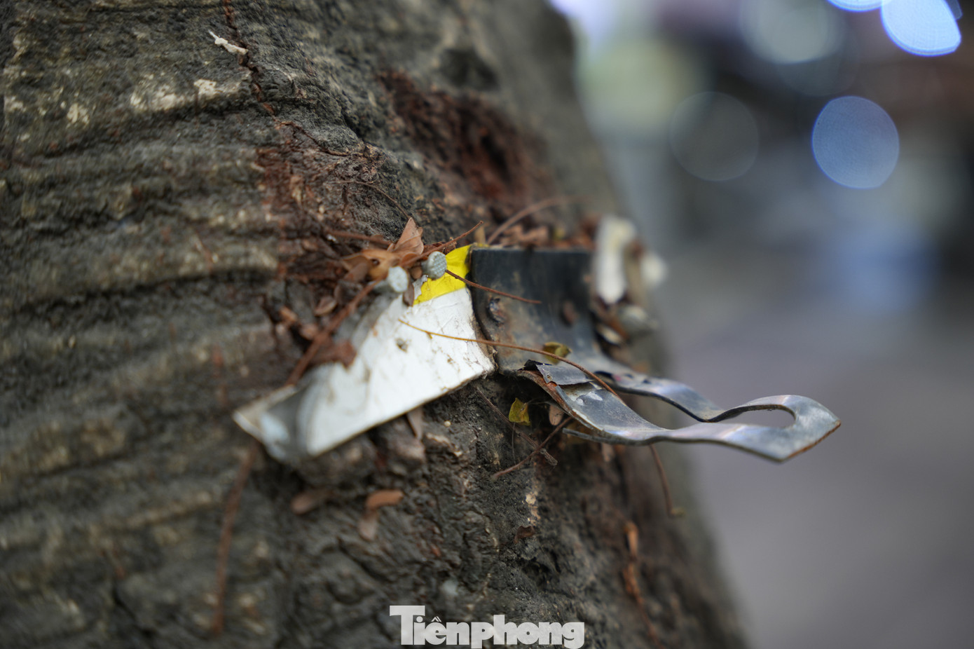 Việc này vừa gây mất mỹ quan đô thị và còn làm ảnh hưởng nghiêm trọng đến quá trình sinh trưởng, phát triển của cây xanh.