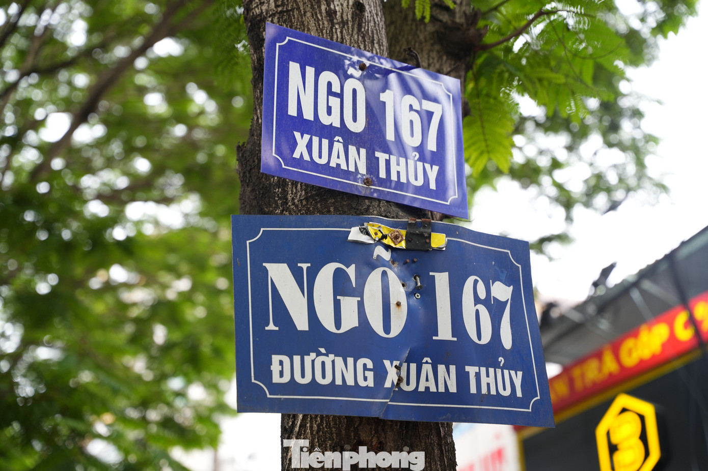 Biển chỉ dẫn các con ngõ, phố được đóng lên thân cây.