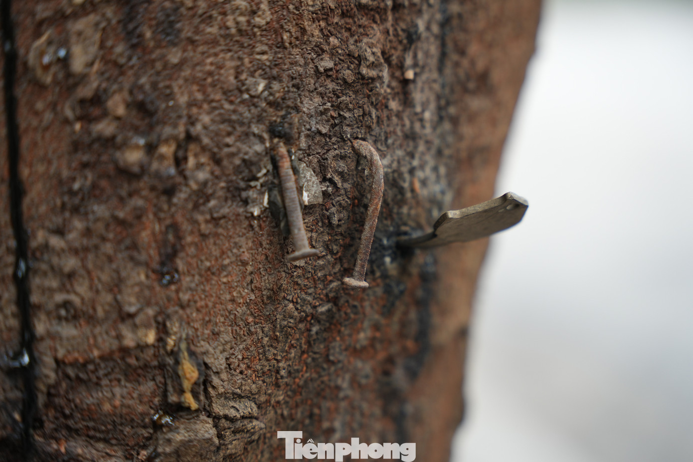 Đinh sắt to, dài được đóng sâu vào cây xanh trên đường Nguyễn Hoàng Tôn.