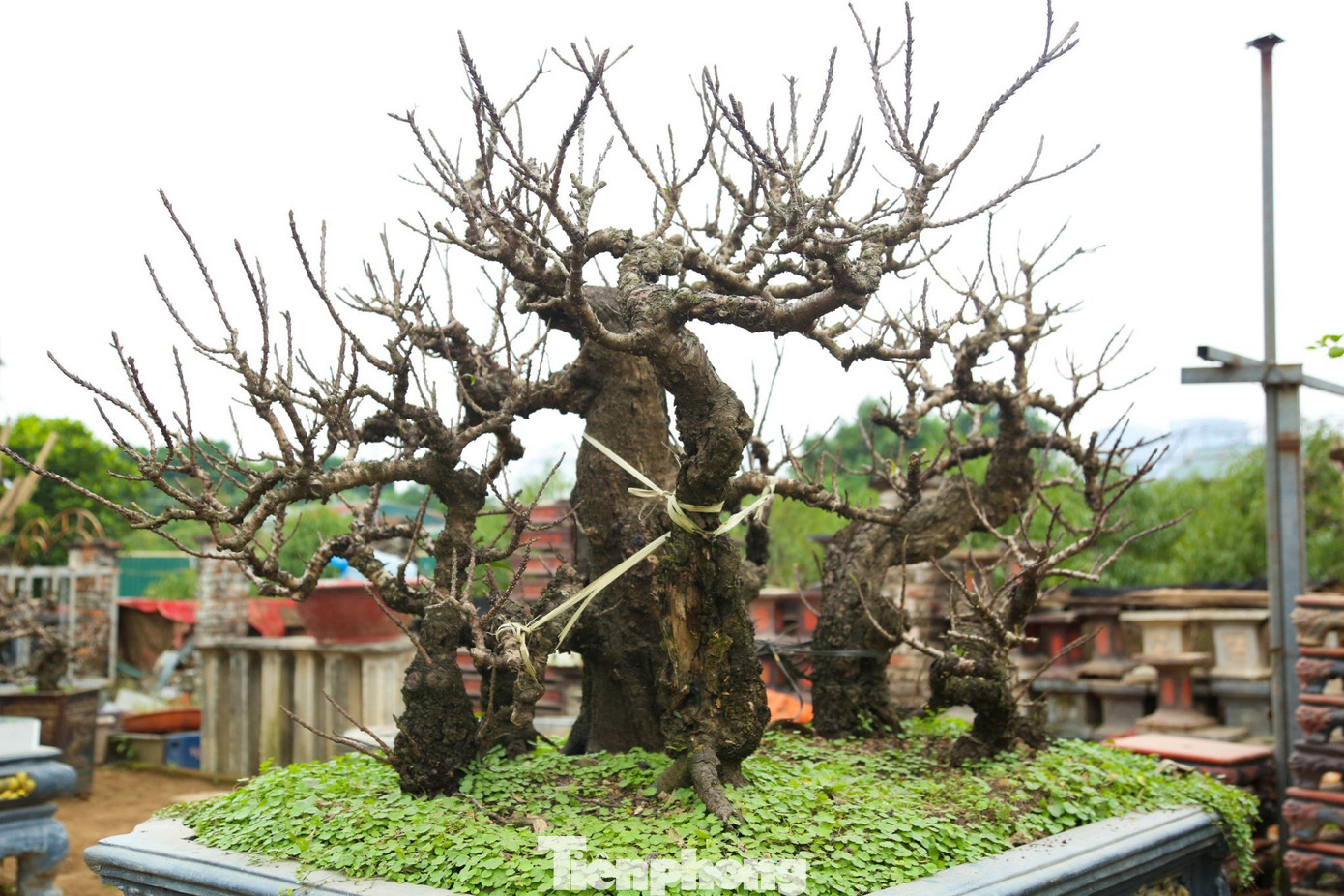 Giá đào thất thốn cũng khá đa dạng. Ngoài tuổi cây, giá đào còn phụ thuộc theo dáng, thế cụ thể của từng cây. Những cây có tuổi đời từ 5 đến 7 năm có giá bán khoảng 10 triệu đồng/cây; cũng có cây giá lên tới 60 triệu đồng, thậm chí cả trăm triệu đồng.