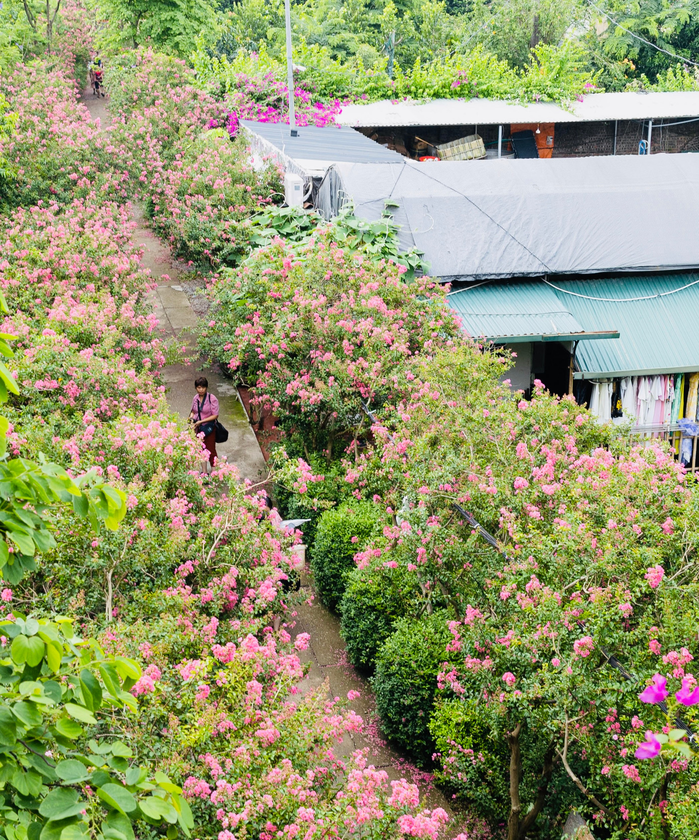 Con đường được phủ kín sắc hoa tường vi tạo nên một khung cảnh thơ mộng, đẹp tựa như trong truyện cổ tích.