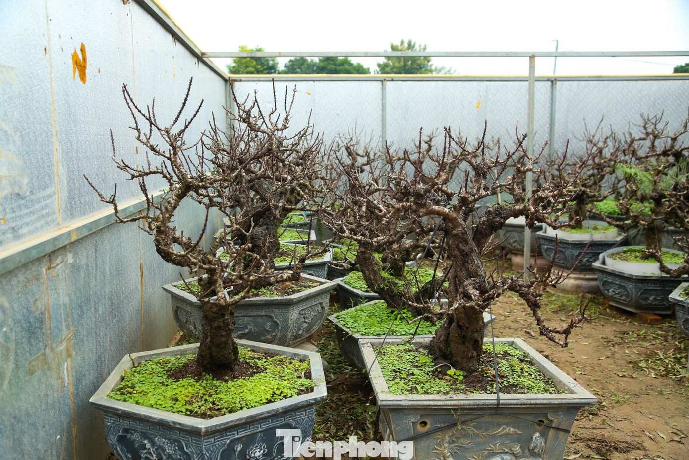 Phòng chăm sóc đặc biệt giữ nhiệt cho đào này được dựng bằng tôn bạt, lắp điều hoà. Để đảm bảo cho đào ra hoa chuẩn được theo vụ Tết các nhà vườn phải theo dõi nhiệt độ một cách sát sao hàng ngày điều chỉnh nhiệt độ phù hợp. Nắng thì tháo bỏ mái che, khi có gió mùa và sương muối thì lại đậy lại.