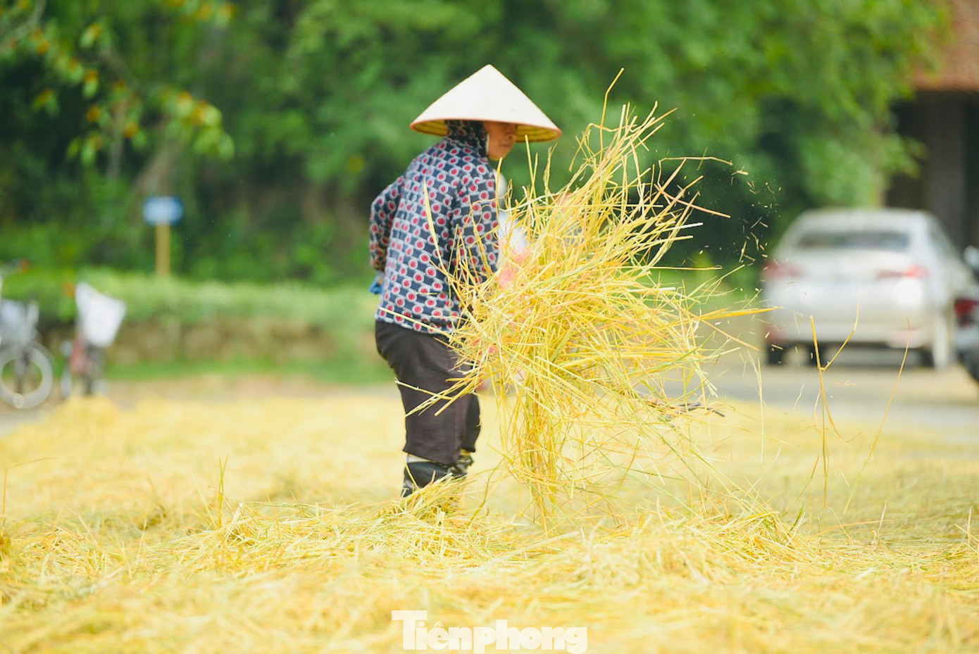 Sau thu hoạch, nhiều nông dân tranh thủ phơi ngay trên đường làng.