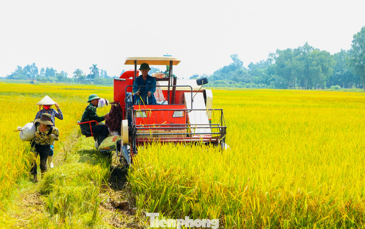 Tại xã Đại Mạch huyện Đông Anh, nông dân tranh thủ gặt lúa từ sáng sớm và chiều muộn để tránh nắng nóng gay gắt.