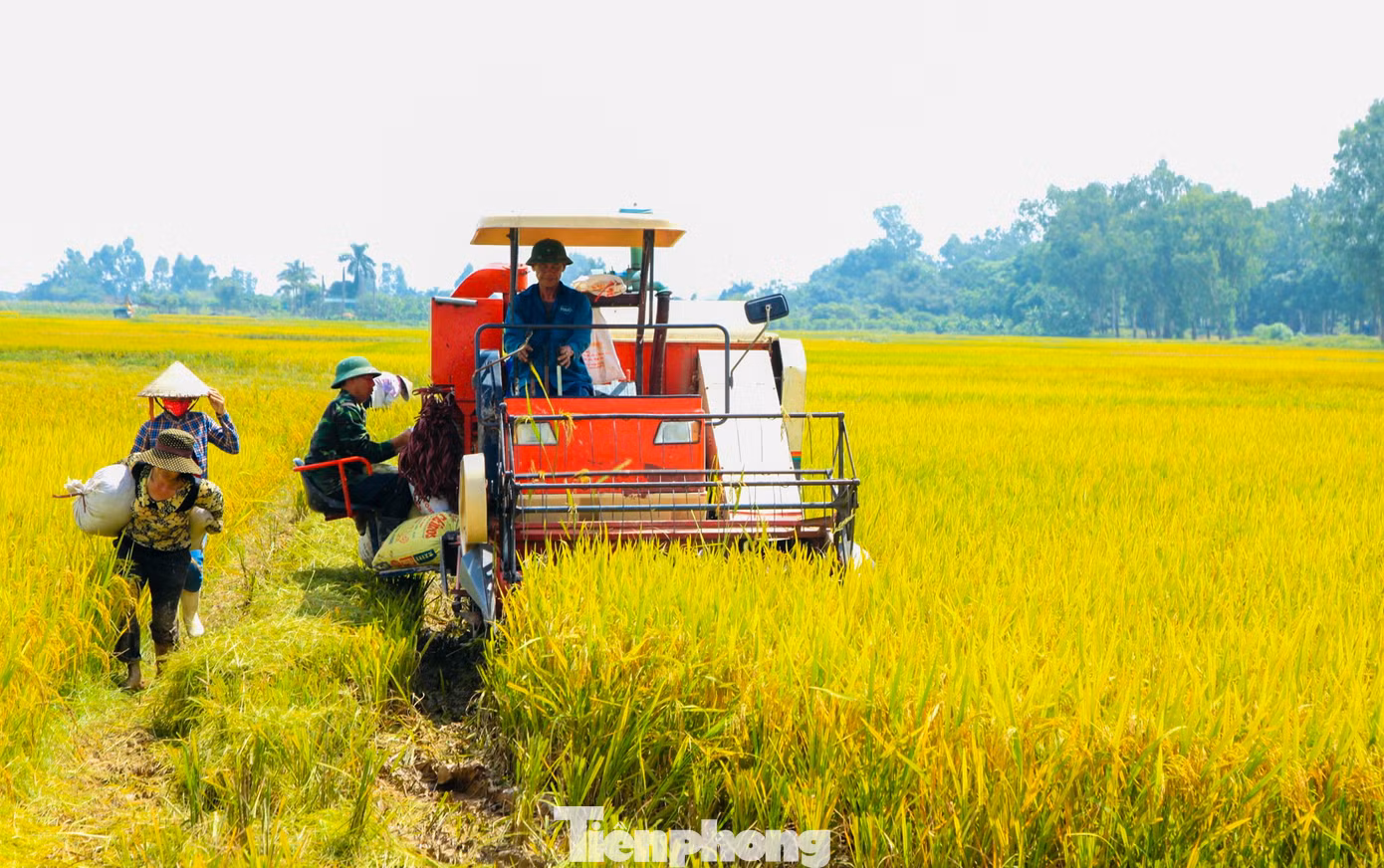 Tại xã Đại Mạch huyện Đông Anh, nông dân tranh thủ gặt lúa từ sáng sớm và chiều muộn để tránh nắng nóng gay gắt.