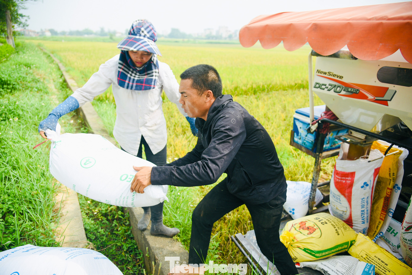 Vào mùa gặt, phụ nữ trong gia đình sẽ đảm nhiệm việc gặt...