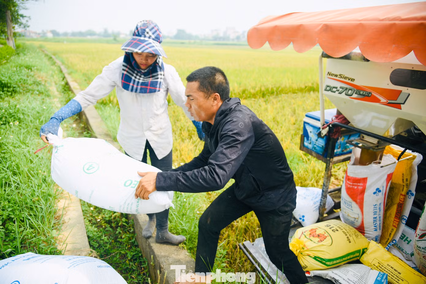 Vào mùa gặt, phụ nữ trong gia đình sẽ đảm nhiệm việc gặt...