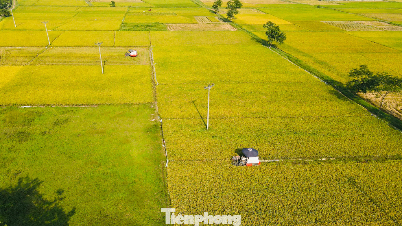 Những ngày nắng nóng đỉnh điểm, nhiệt độ ngoài trời lên tới hơn 40 độ C nhưng trên khắp các cánh đồng lúa ở huyện Thanh Oai, Thạch Thất, Hà Nội, hàng trăm người nông dân vẫn miệt mài ra đồng gặt lúa, thu hoạch mùa vàng.