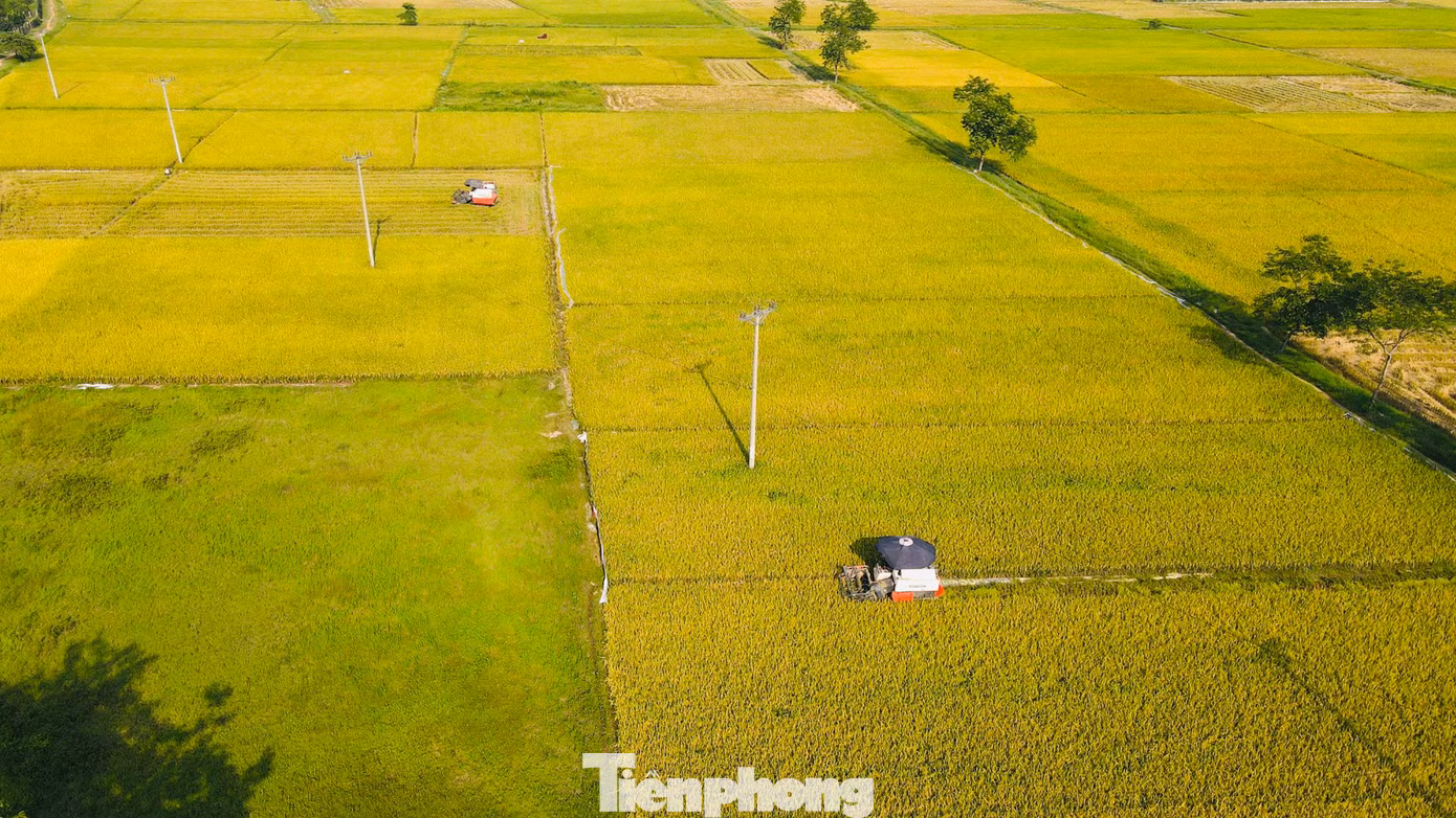 Những ngày nắng nóng đỉnh điểm, nhiệt độ ngoài trời lên tới hơn 40 độ C nhưng trên khắp các cánh đồng lúa ở huyện Thanh Oai, Thạch Thất, Hà Nội, hàng trăm người nông dân vẫn miệt mài ra đồng gặt lúa, thu hoạch mùa vàng.