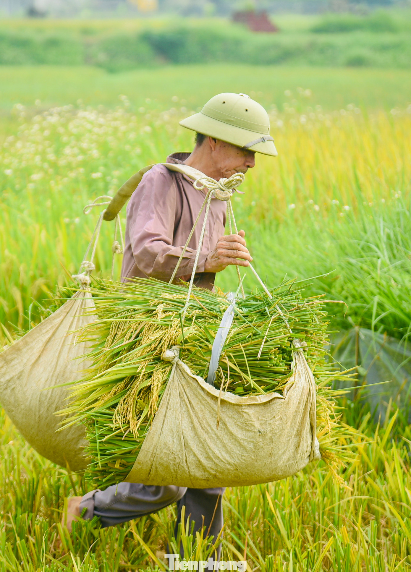 Với những thửa ruộng nhỏ hoặc ở cánh đồng xa, máy gặt không đến thì người nông dân vẫn phải gặt bằng tay, gánh lúa trở về nơi tập kết.
