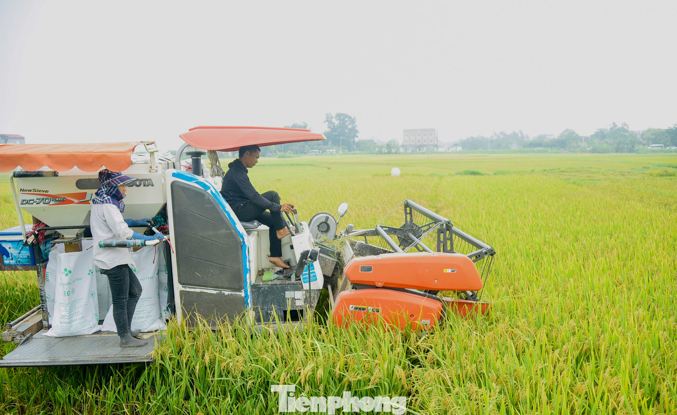 Nông thôn đổi mới, việc cơ giới hóa trong sản xuất nông nghiệp đã giúp người dân giảm bớt sức lao động chân tay, đỡ vất vả hơn trước kia. Để tiết kiệm sức lao động, hầu hết nông dân đều thuê máy gặt đập liên hợp với giá từ 150.000 - 200.000đồng/sào.