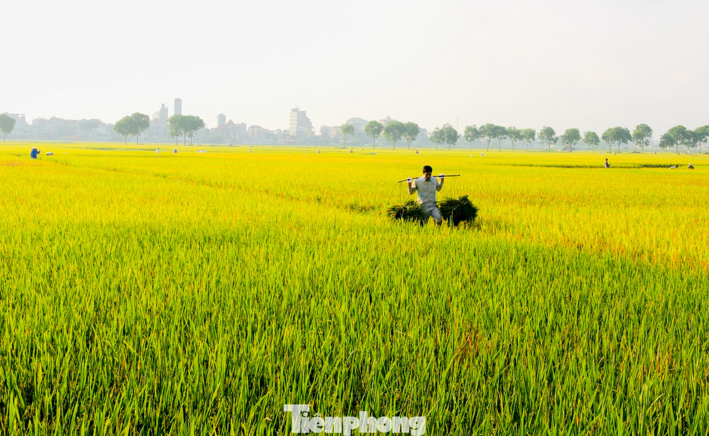 Trên cánh đồng đang mùa lúa chín vàng ươm, những nơi không có bóng râm, nhiệt độ có thể lên đến gần 50 độ C. Tuy vậy, những người nông dân ở huyện Quốc Oai (Hà Nội) vẫn miệt mài ra đồng thu hoạch thành quả sau nhiều ngày tháng gieo trồng.