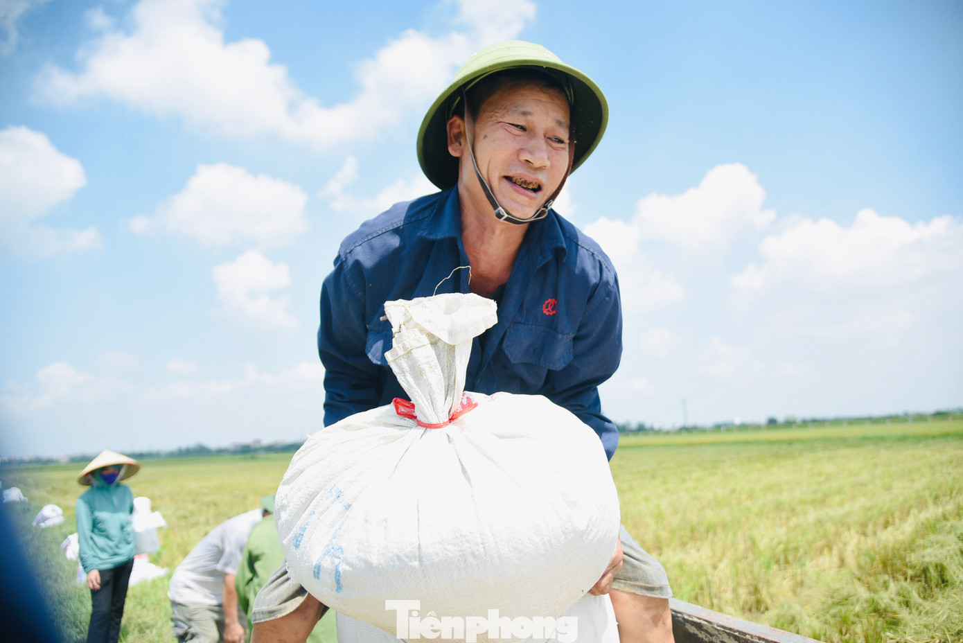 Còn đàn ông làm nhiệm vụ bó lúa và vận chuyển về nhà.