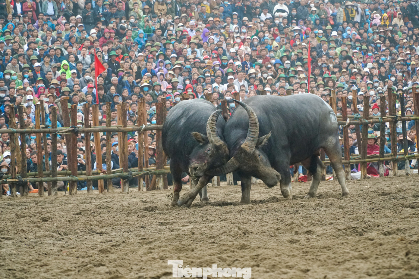 Các cặp trâu thi đấu rất nảy lửa, gay cấn. Các cặp trâu thi đấu rất nảy lửa, gay cấn.