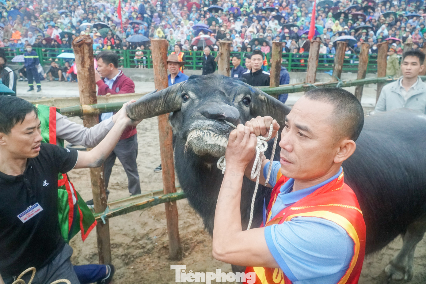 Lễ hội chọi trâu Hải Lựu năm 2023 chỉ có 20 “ông cầu” đến từ các thôn, làng trong xã tham gia (đúng phong tục ngày xưa), thay cho 32 “ông cầu” như các năm trước đây. Lễ hội chọi trâu Hải Lựu năm 2023 chỉ có 20 “ông cầu” đến từ các thôn, làng trong xã tham gia (đúng phong tục ngày xưa), thay cho 32 “ông cầu” như các năm trước đây.