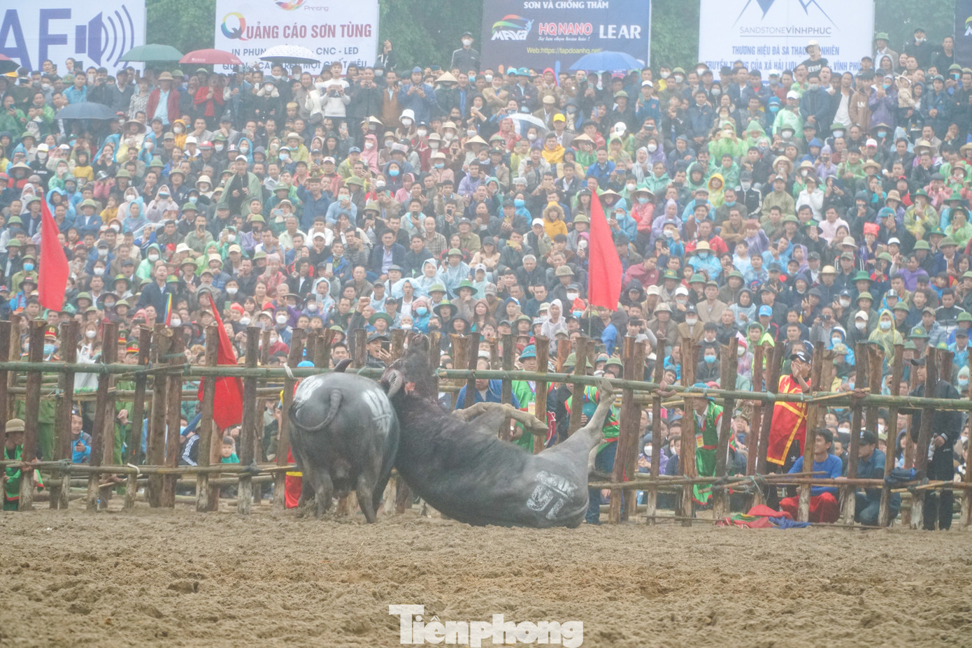 Lễ hội cũng xây dựng khu giết mổ, khu bán thịt trâu riêng biệt, có vách che chắn kín đáo và niêm yết giá công khai. Lễ hội cũng xây dựng khu giết mổ, khu bán thịt trâu riêng biệt, có vách che chắn kín đáo và niêm yết giá công khai.