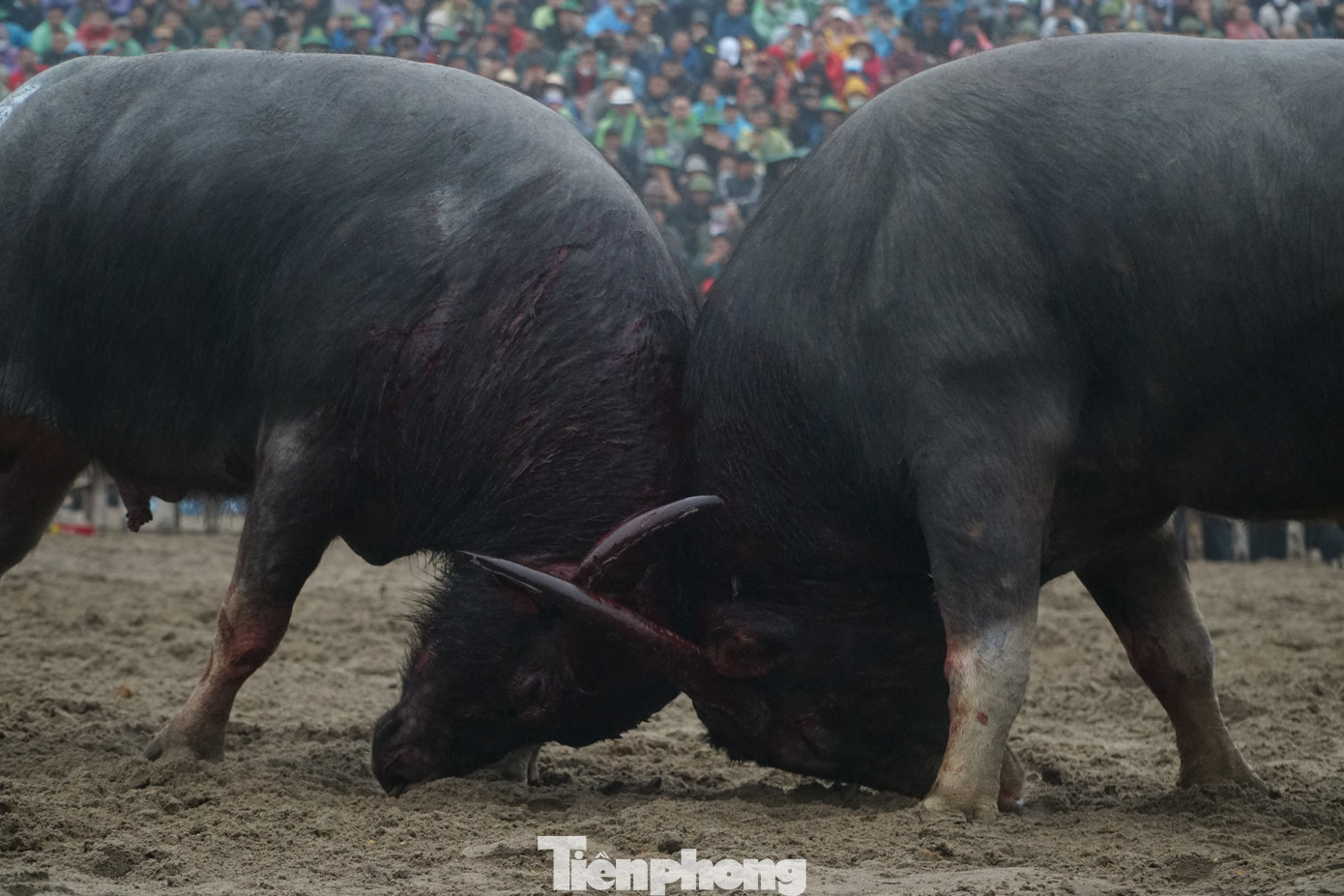 Những đòn đánh hiểm của các "ông cầu" nhận được sự cổ vũ nhiệt tình của người xem. Những đòn đánh hiểm của các "ông cầu" nhận được sự cổ vũ nhiệt tình của người xem.