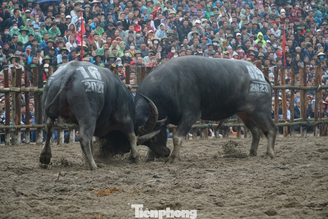 Theo người dân Hải Lựu cho biết, trâu tham gia lễ hội sẽ được gọi là “ông cầu”. Theo người dân, “cầu ở đây là cầu cho mưa thuận gió hoà, mùa màng bội thu, cầu cho quốc thái dân an”. Theo người dân Hải Lựu cho biết, trâu tham gia lễ hội sẽ được gọi là “ông cầu”. Theo người dân, “cầu ở đây là cầu cho mưa thuận gió hoà, mùa màng bội thu, cầu cho quốc thái dân an”.
