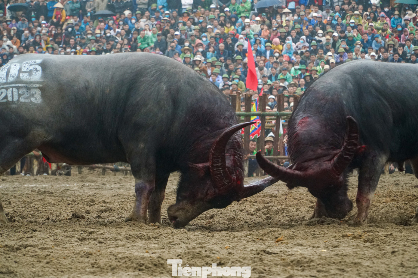 Những "ông cầu" này cần đáp ứng đủ những yêu cầu từ việc chọn sừng, chọn khoáy đến màu da, móng chân, lông, mắt... Những "ông cầu" này cần đáp ứng đủ những yêu cầu từ việc chọn sừng, chọn khoáy đến màu da, móng chân, lông, mắt...