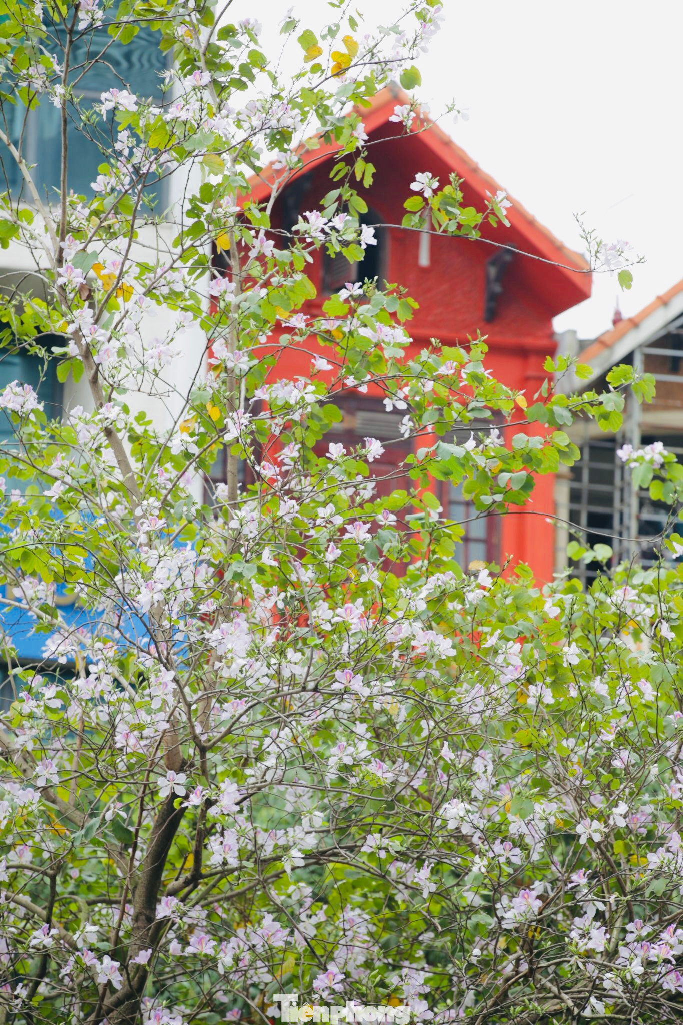 Hoa ban rừng có 2 màu đặc trưng là tím và trắng, loài hoa mỏng manh có mùi hương nhẹ khiến bao người mê hoặc.