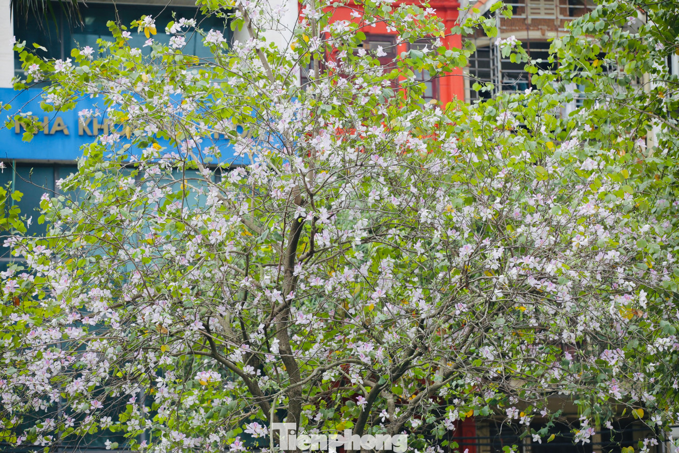 Hoa ban thích ứng khá nhanh với khí hậu thủ đô, thường nở kéo dài khoảng một tháng, trở thành nét đặc trưng của nhiều tuyến đường khu trung tâm Ba Đình, Hà Nội.