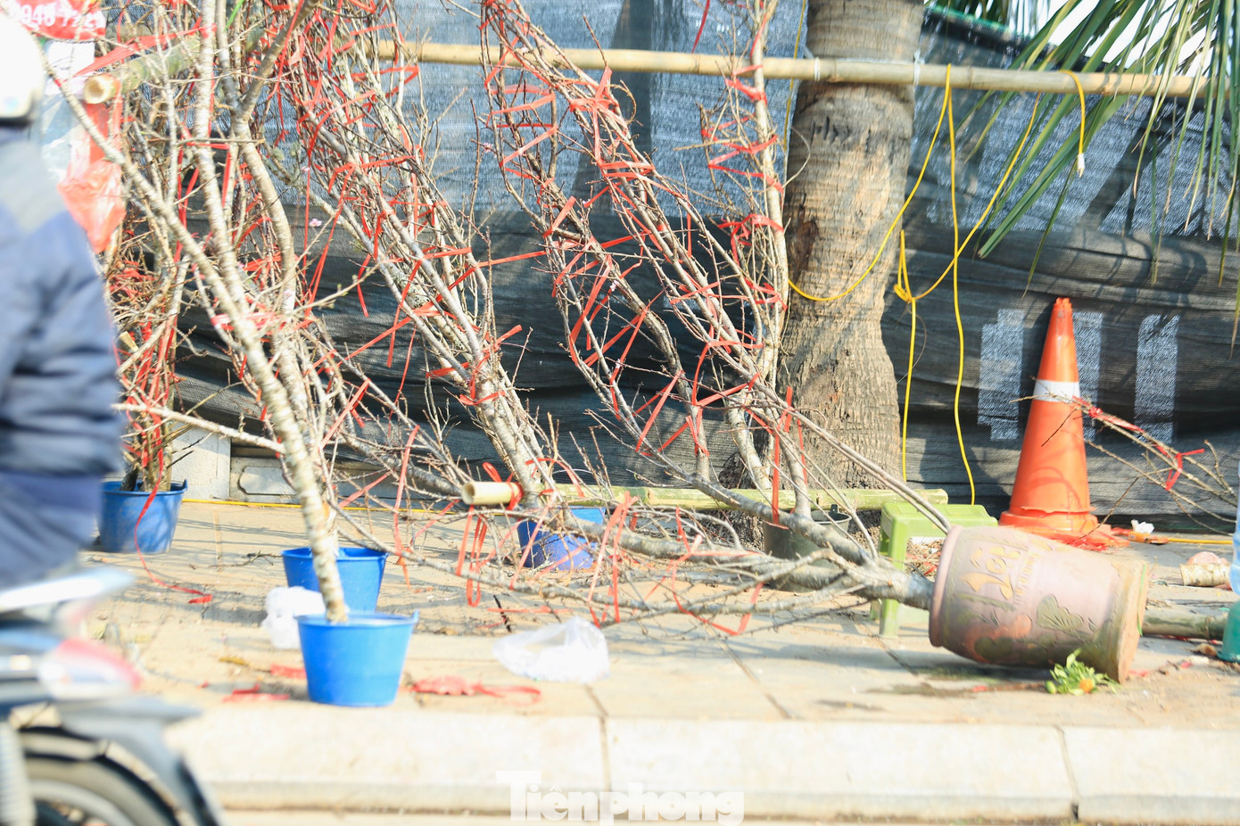 Nhiều tiểu thương chấp nhận bỏ lại những chậu cây đào, quất cảnh ế ven đường.