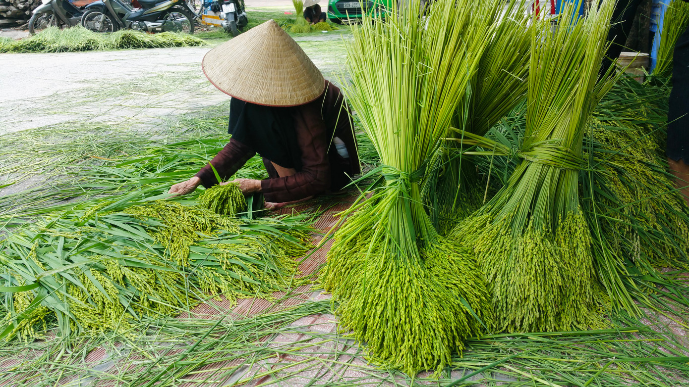 Nghề làm cốm ở Mễ Trì đến nay có bề dày lịch sử hơn một thế kỷ. Ở đây có 2 thôn (thôn Thượng và thôn Hạ) đều có nhiều hộ gia đình theo nghề làm cốm.