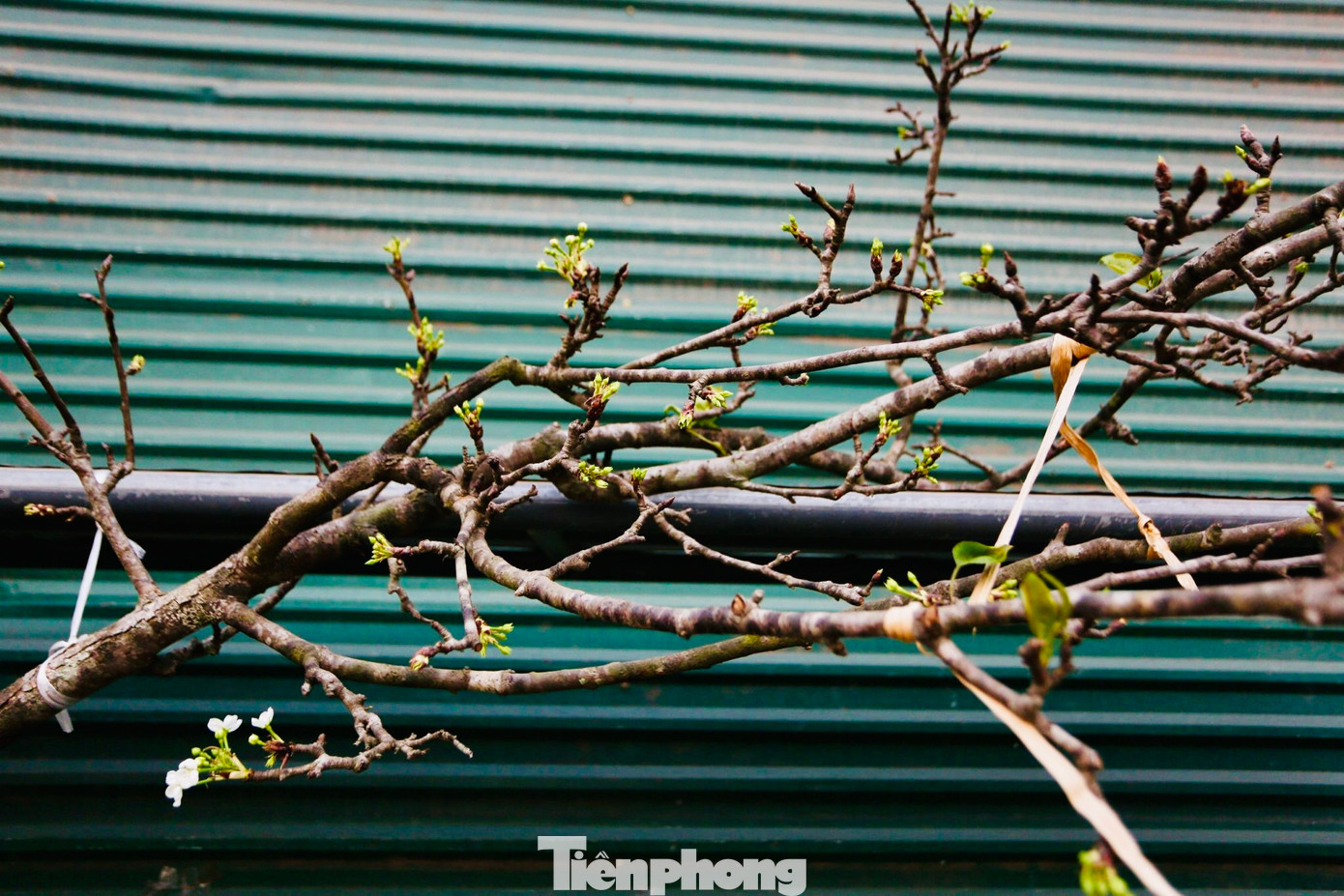 Cành hoa lê, hoa mận rừng chỉ điểm xuyết một vài bông hoa, chưa nở bung. Có những cây thậm chí còn chưa ra nụ trông như những cành "củi khô".