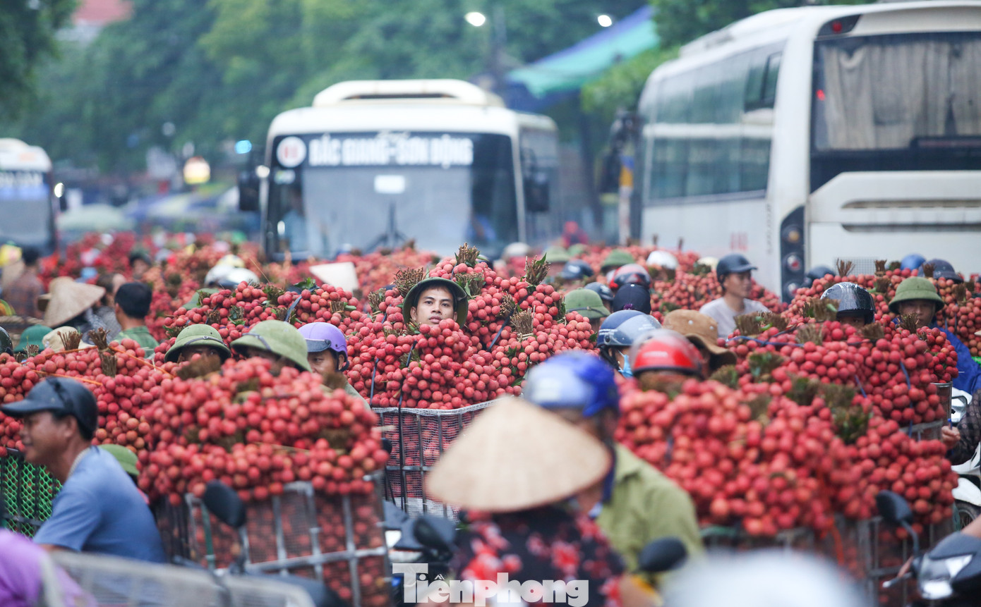 Ghi nhận của PV báo Tiền Phong: Tại điểm thu mua vải (xã Biển Động, huyện Lục Ngạn, Bắc Giang), ngay từ tờ mờ sáng, đoàn dài hàng trăm xe nối đuôi nhau nhộn nhịp chở vải đi cân bán.