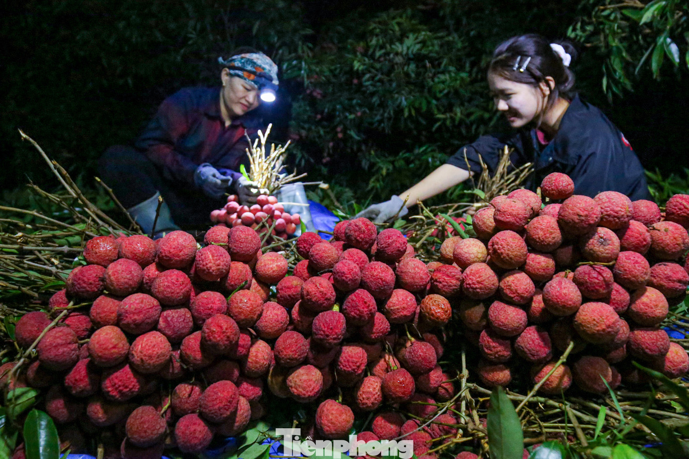 Ngay từ khoảng 3 giờ sáng tại huyện Lục Ngạn, Bắc Giang, các chủ vườn đã tất bật soi đèn pin đi thu hoạch vải, bó thành từng chùm lớn.