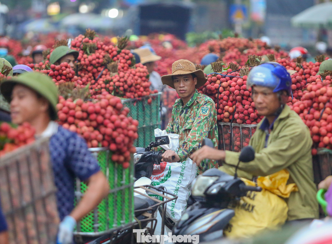 Hàng trăm xe vải ùn ùn kéo đến điểm tập kết thu mua của các thương lái khiến trục đường dọc quốc lộ 31 đến các điểm thương lái thu mua tắc dài, nhuộm đỏ cả một vùng.