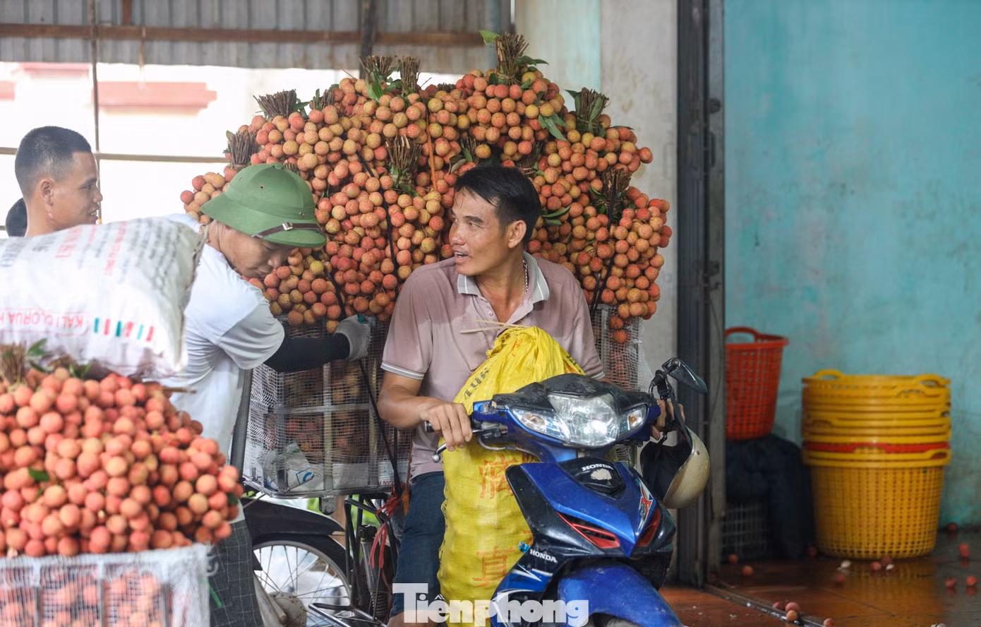 Vải sau khi được thu mua sẽ được phân loại để xuất khẩu hoặc theo các chuyến xe đi buôn bán tại các địa phương trong cả nước.