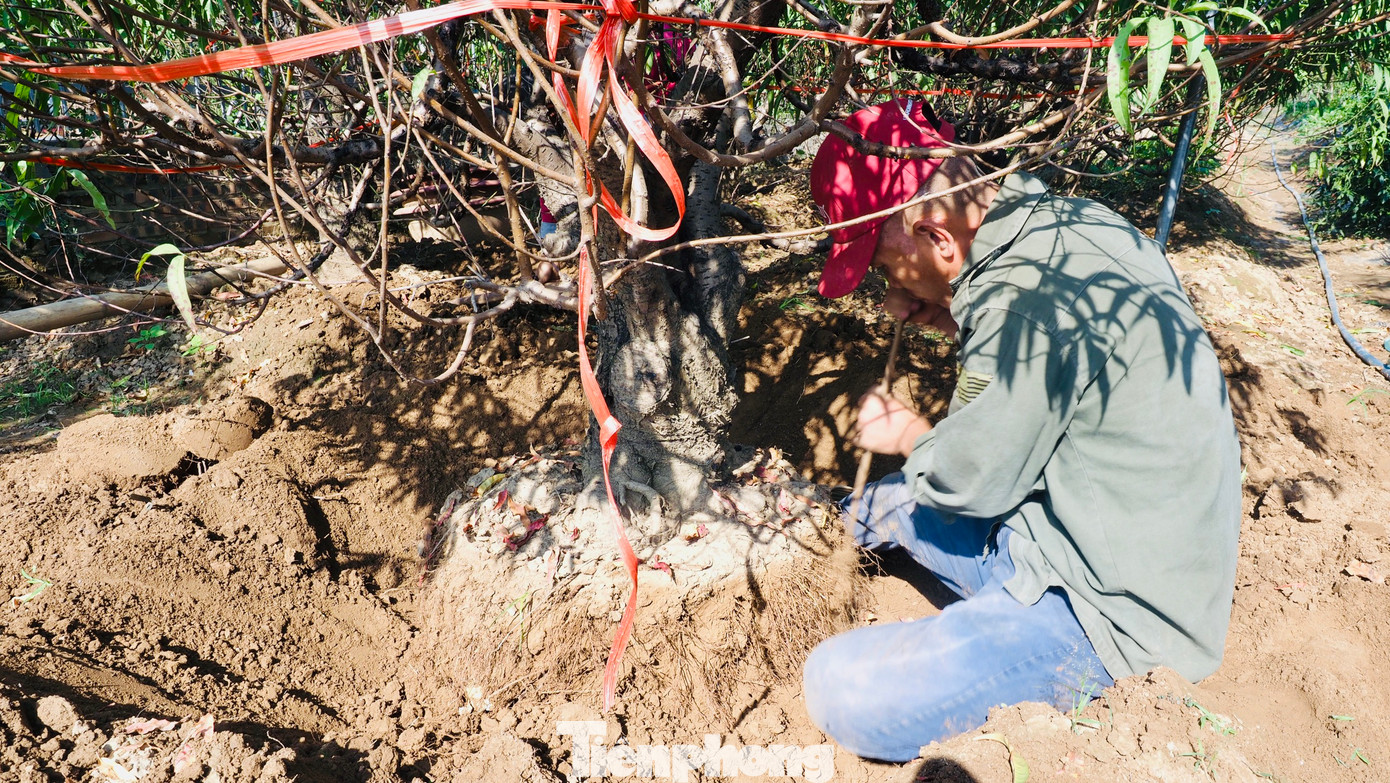 Công việc đánh gốc, di chuyển cây của mọi người thường sẽ bắt đầu từ 6h sáng đến 17h. Công việc đánh gốc, di chuyển cây của mọi người thường sẽ bắt đầu từ 6h sáng đến 17h.