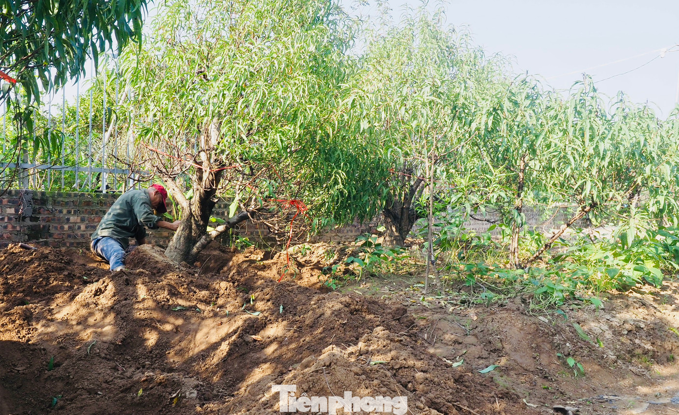 Dịp này, nhiều nông dân kéo về khu vườn đào Nhật Tân để tìm việc thời vụ kiếm thêm thu nhập. Dịp này, nhiều nông dân kéo về khu vườn đào Nhật Tân để tìm việc thời vụ kiếm thêm thu nhập.