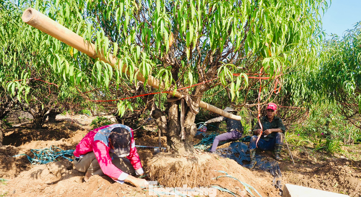 Thu nhập của những người đánh gốc đào được tính theo cây: đánh cây nhỏ được khoảng 100 nghìn, cây to 150 nghìn; trung bình làm "hết công suất" được hơn 10 cây, khoảng trên dưới 1 triệu đồng/ngày. Thu nhập của những người đánh gốc đào được tính theo cây: đánh cây nhỏ được khoảng 100 nghìn, cây to 150 nghìn; trung bình làm "hết công suất" được hơn 10 cây, khoảng trên dưới 1 triệu đồng/ngày.