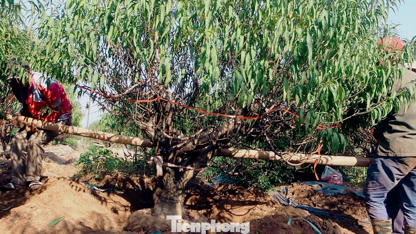 Đánh gốc đào thuê là công việc vất vả đòi hỏi người lao động phải có thể lực tốt. Tuy việc này chỉ mang tính thời vụ từ 1 đến 2 tháng cao điểm trước Tết nhưng đem lại nguồn thu đáng kể cho người lao động. Đánh gốc đào thuê là công việc vất vả đòi hỏi người lao động phải có thể lực tốt. Tuy việc này chỉ mang tính thời vụ từ 1 đến 2 tháng cao điểm trước Tết nhưng đem lại nguồn thu đáng kể cho người lao động.