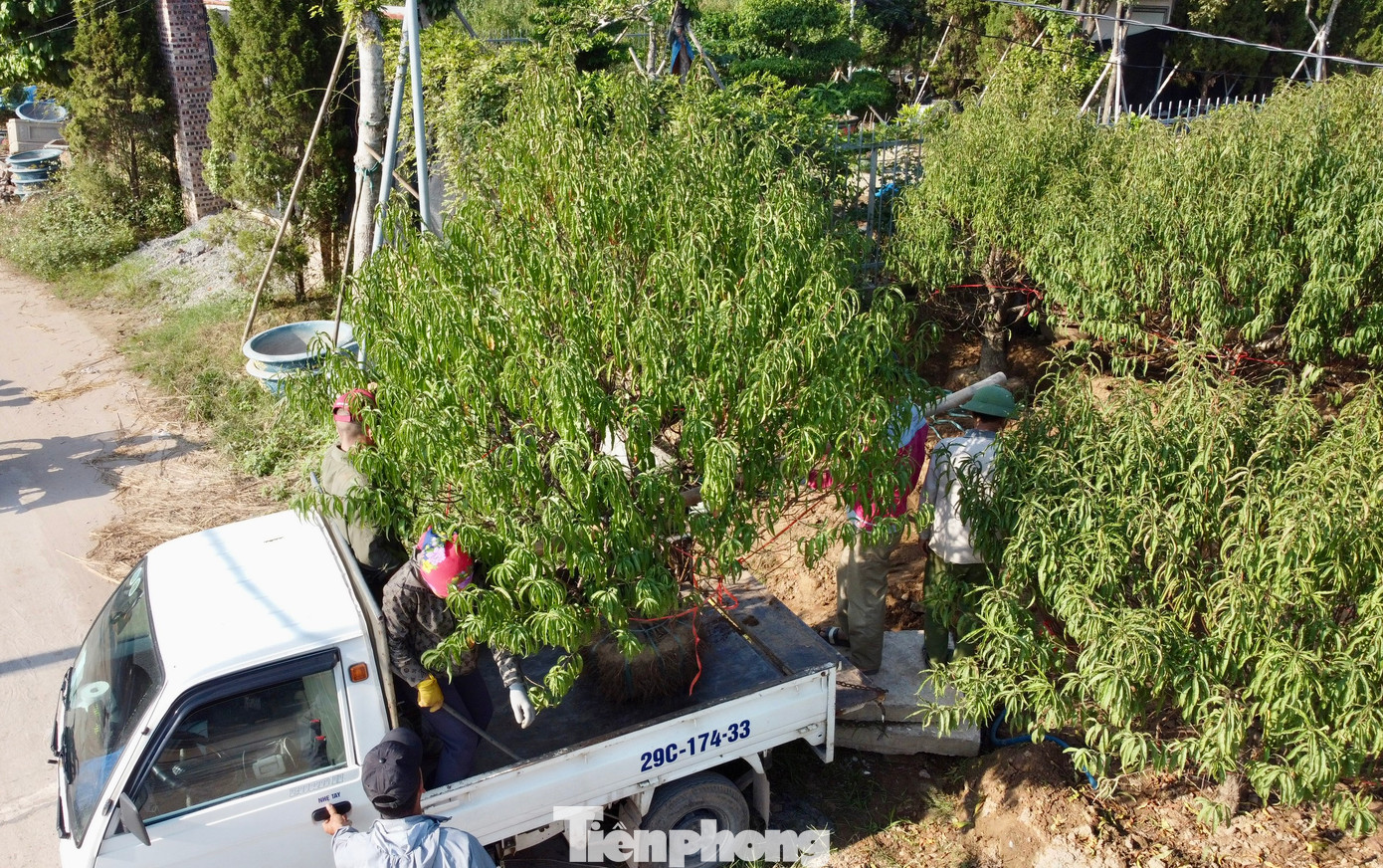 Đánh gốc đào thuê là công việc vất vả đòi hỏi người lao động phải có thể lực tốt. Tuy việc này chỉ mang tính thời vụ từ 1 đến 2 tháng cao điểm trước Tết nhưng đem lại nguồn thu đáng kể cho người lao động. Đánh gốc đào thuê là công việc vất vả đòi hỏi người lao động phải có thể lực tốt. Tuy việc này chỉ mang tính thời vụ từ 1 đến 2 tháng cao điểm trước Tết nhưng đem lại nguồn thu đáng kể cho người lao động.